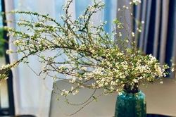 Loài hoa 'ngủ đông' cứ đến Tết là 'cháy hàng', giá bao nhiêu cũng được chị em lùng mua