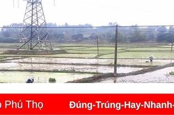 Phù Ninh tập trung sản xuất vụ Xuân