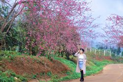 Mai anh đào bung sắc thắm trên cao nguyên Măng Đen