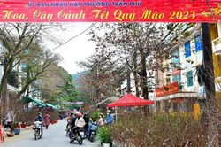 Rộn ràng chợ hoa Tết Nguyên đán Quý Mão 2023 ở Hà Giang