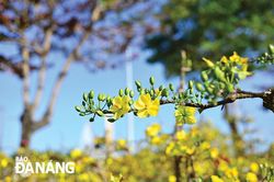 Khát vọng mùa xuân