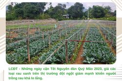 Cận tết, giá rau xanh giảm mạnh