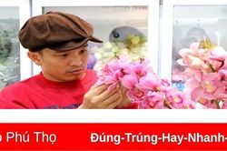 Dịch vụ cắm hoa ngày Tết