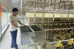 Bảo Thắng ứng dụng công nghệ cao vào chăn nuôi