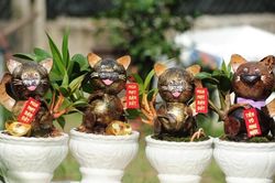 Lạ mắt dừa bonsai hình mèo tiền triệu chơi Tết Nguyên đán 2023