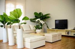 Những loại cây trồng cuối năm vừa hợp phong thủy lại chiêu tài lộc