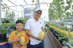 Dưa lưới sạch khắc chữ Phúc Lộc, chưa thu hái bạn bè đã dán nhãn giữ phần