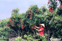 Trồng loại cây cho 'quả ngọc', nông dân thu cả vạn lượng vàng