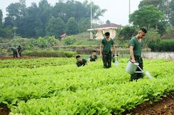 Tăng gia sản xuất để đảm bảo sức khỏe bộ đội