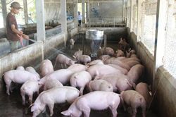 Giá heo hơi hôm nay 22/01/2023: Lặng sóng trong ngày mùng 1 Tết
