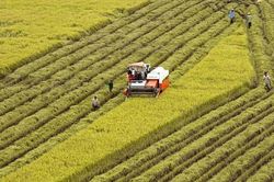 Nông nghiệp luôn là 'trụ đỡ bảo hiểm' về mặt xã hội