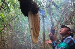 'Săn' mật giữa rừng U Minh Hạ
