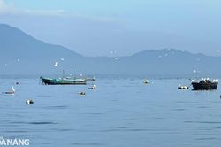 Hàng trăm cò trắng chao liệng trên biển Thanh Khê