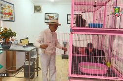 Xông đất đầu năm khách sạn mèo đầu tiên tại Hà Nội