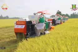 Khẳng định giá trị gạo Việt trên toàn cầu