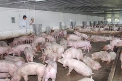 Giá heo hơi hôm nay 24/01/2023: Không ghi nhận biến động về giá
