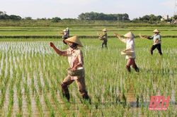 Trung tâm Khuyến nông tỉnh: Chú trọng đào tạo, chuyển giao tiến bộ khoa học - kỹ thuật
