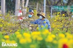 Tản mạn hoa mai và hoa mơ
