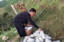 Sắc xuân Tìa Dình