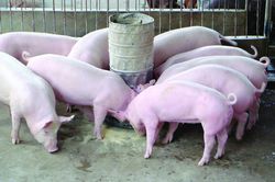 Giá heo hơi hôm nay 25/1/2023: Lặng sóng trong cả nước