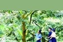 Sầu riêng tìm đường chính ngạch