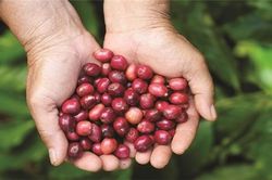 NESCAFÉ Plan - tiên phong và bền bỉ với nông nghiệp tái sinh