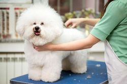 Nhà giàu Việt chi bao nhiêu tiền cho thú cưng ngày Tết?