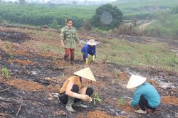 Nghệ An nhộn nhịp trồng rừng vụ xuân
