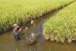 Tháo 'vòng kim cô' cho đất Chín Rồng