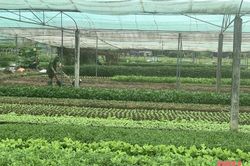 Huyện Nông Cống sẵn sàng sản xuất vụ xuân năm 2023
