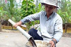 Đặt trúm bắt lươn dưới tán rừng U Minh