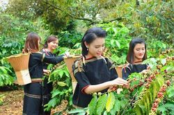 Đưa cây cà phê Tây Nguyên trở về với 'mẹ thiên nhiên'
