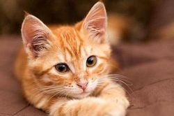 Chữ và nghĩa: Mèo già hóa cáo hay mèo lại hoàn mèo?