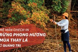 Mê mẩn check-in rừng phong hương mùa thay lá ở Quảng Trị