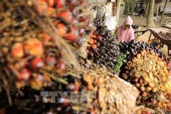 Malaysia và Indonesia sẽ họp bàn về định giá dầu cọ thô