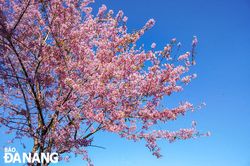 Sắc mai anh đào rực rỡ