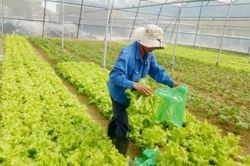 Kinh tế Nông nghiệp - Nông thôn Cho mùa bội thu