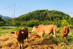 Kinh tế Kinh tế Đừng để mất bò mới lo làm chuồng