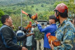 Độc đáo thú cưng của đồng bào Mông ở rẻo cao