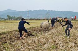 Rộn ràng lễ hội 'Lùng Tùng' của dân tộc Thái huyện Than Uyên