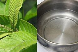 Bài thuốc đơn giản trị bệnh tiểu đường từ lá ổi