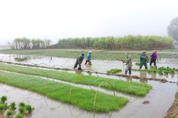 Sản xuất nông nghiệp trong tháng đầu năm mới đạt nhịp độ ổn định