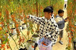 Lâm Đồng: Vườn dâu tây, cà chua cherry hút khách du lịch