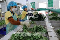 EU gỡ bỏ kiểm soát một số mặt hàng rau gia vị của Việt Nam