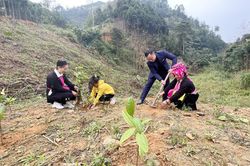 Mùa xuân là Tết trồng cây