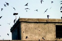 Truy bắt hai đối tượng trộm tổ yến những ngày Tết