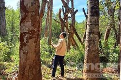 Gia Lai: Hàng loạt cây xanh di dời khi làm đường đã bị chết