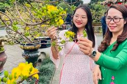 'Mãn nhãn' gần 500 gốc mai quý khoe sắc ở Quảng Ngãi