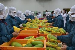 EU công bố một số quy định kiểm soát an toàn thực phẩm nhập khẩu