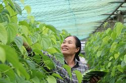 Làm giàu từ lá trầu không